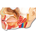 Kopf zerlegbar, 4 Teile – EZ Augmented Anatomy