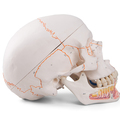 Schädel, geöffneter Unterkiefer, bemalt, 3-teilig – 3B Smart Anatomy 