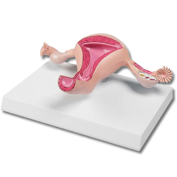 Uterusmodell