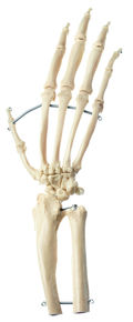 ZoS 53/131 Künstliches Schimpansen-Hand-Skelett