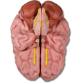 Anatomisches Gehirnmodell, lebensgroß, 5-teilig – EZ Augmented Anatomy