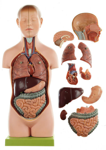 AS 20/1 Jünglingskleintorso mit Kopf