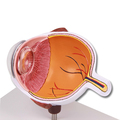 Augenhälfte vergrößert – EZ Augmented Anatomy