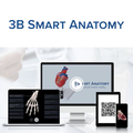 CT-Bronchialbaum mit Kehlkopf und Lungenflügeln – 3B Smart Anatomy 