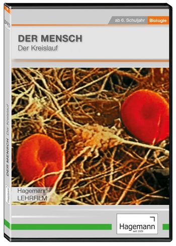Der Mensch: Der Kreislauf
