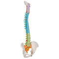 Didaktische flexible Wirbelsäule – 3B Smart Anatomy