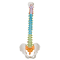 Didaktische flexible Wirbelsäule – 3B Smart Anatomy