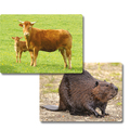 Fotobox Tiere