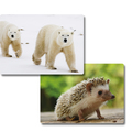 Fotobox Tiere