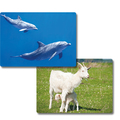 Fotobox Tiere