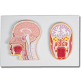 Frontal- und Medianschnitt des Kopfes (Reliefmodell) – EZ Augmented Anatomy