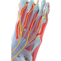 Fußskelett mit Bändern + Muskeln, 6-teilig – 3B Smart Anatomy 