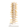 Halswirbelsäule, beweglich – 3B Smart Anatomy