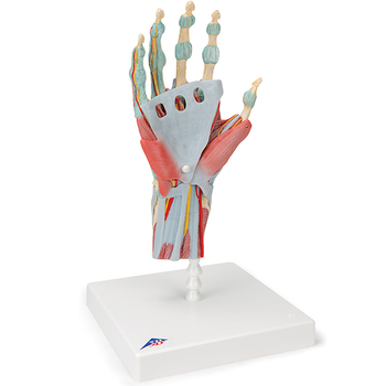 Handskelett mit Bändern + Muskeln – 3B Smart Anatomy 