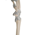 Handskelett Modell mit elastischen Bändern – 3B Smart Anatomy