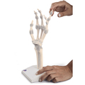 Handskelett Modell mit elastischen Bändern – 3B Smart Anatomy