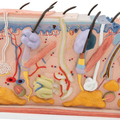 Haut, Blockmodell, 70-fache Größe – 3B Smart Anatomy 