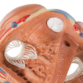 Herz, 7-teilig – 3B Smart Anatomy