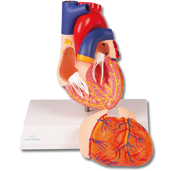 Herzmodell, 2-teilig mit Reizleitungssystem
