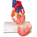 Herzmodell, natürliche Größe, 2 Teile – EZ Augmented Anatomy