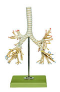 HS 8/4 Bronchialbaum