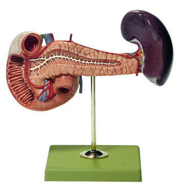 JS 11 Bauchspeicheldrüse mit Milz und Duodenum