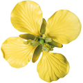 Kirschblüte mit Frucht