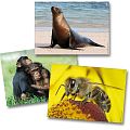 Klang- und Bilderbox Tiere