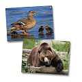 Klang- und Bilderbox Tiere