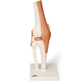 Kniegelenk Funktionsmodell – 3B Smart Anatomy