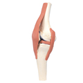 Kniegelenk Funktionsmodell – 3B Smart Anatomy