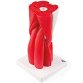 Kniegelenkmodell, 12-teilig – 3B Smart Anatomy
