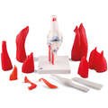 Kniegelenkmodell, 12-teilig – 3B Smart Anatomy