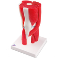 Kniegelenkmodell, 12-teilig – 3B Smart Anatomy