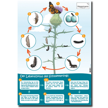 Lebenszyklus-Poster Schmetterling