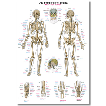 Lehrtafel Das menschliche Skelett