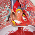 Lunge, Herz und Kehlkopf, 7 Teile 