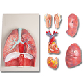 Lunge, Herz und Kehlkopf, 7 Teile 