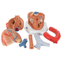 Lungenmodell mit Kehlkopf, 5-teilig – 3B Smart Anatomy 