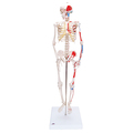 Mini Skelett Shorty mit Muskelbemalung, Sockel – 3B Smart Anatomy