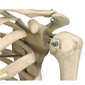 Mini Skelett Shorty, Sockel – 3B Smart Anatomy