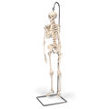 Mini Skelett Shorty, Sockel – 3B Smart Anatomy
