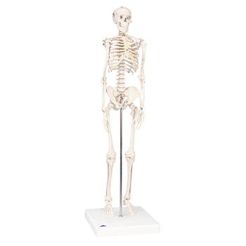 Mini Skelett Shorty, Sockel – 3B Smart Anatomy