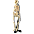 Mini Skelett