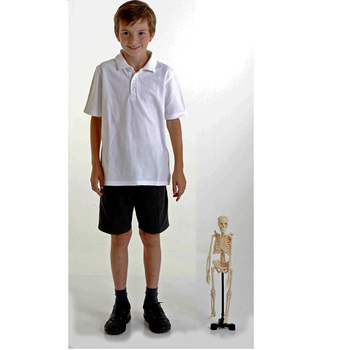 Mini Skelett