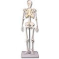 Miniatur-Skelett Tom