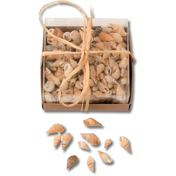 Muschelmix *Sale*
