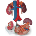 Nieren mit hinteren Oberbauchorganen, 3-teilig – 3B Smart Anatomy 