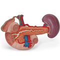 Nieren mit hinteren Oberbauchorganen, 3-teilig – 3B Smart Anatomy 