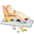 Ohrmodell, 4 Teile – EZ Augmented Anatomy